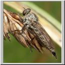 Tolmerus atricapillus - Raubfliege w05.jpg